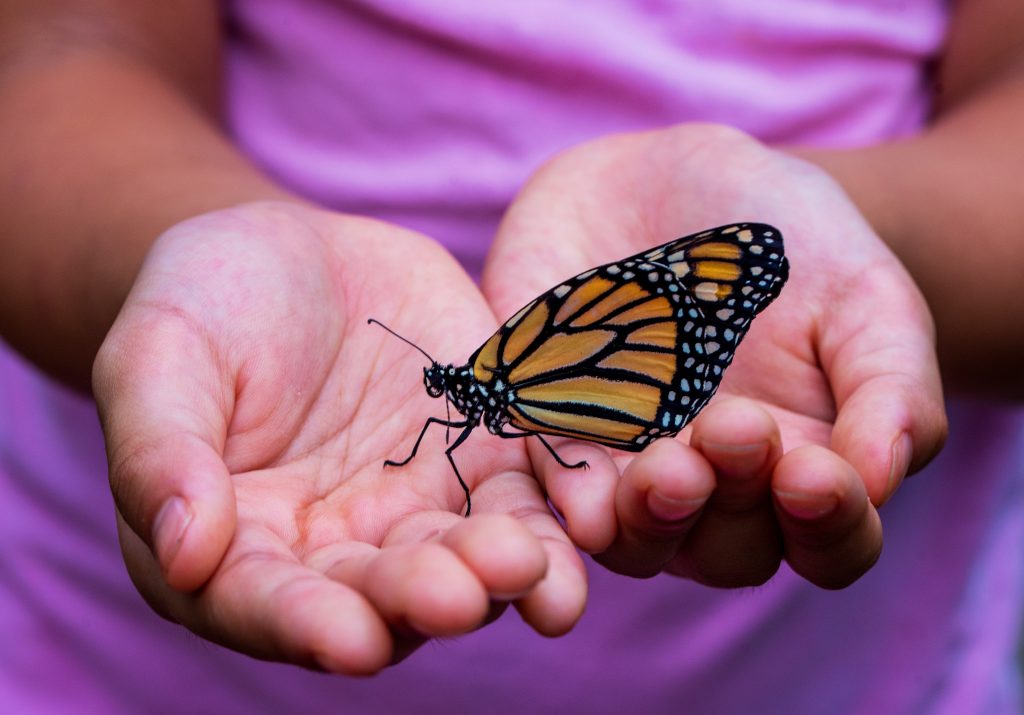 Butterfly in Hands